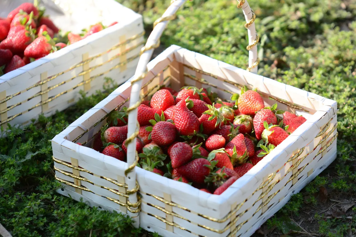 A close-up of ripe strawberries in white woven baskets on green grass, capturing a fresh farm-to-table feel.